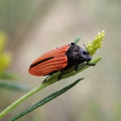 Castiarina erythroptera (Lycid Mimic Jewel Beetle) at Molonglo Valley, ACT - 4 Jan 2023 by CathB