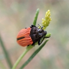 Castiarina erythroptera at Molonglo Valley, ACT - 4 Jan 2023