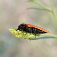 Castiarina erythroptera at Molonglo Valley, ACT - 4 Jan 2023