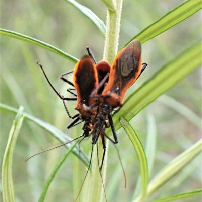 Gminatus australis (Orange assassin bug) at Molonglo Valley, ACT - 4 Jan 2023 by CathB