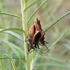 Gminatus australis at Molonglo Valley, ACT - 4 Jan 2023