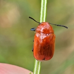Aporocera (Aporocera) haematodes (A case bearing leaf beetle) at Pialligo, ACT - 3 Jan 2023 by trevorpreston