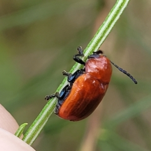 Aporocera (Aporocera) haematodes at Pialligo, ACT - 4 Jan 2023