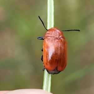 Aporocera (Aporocera) haematodes at Pialligo, ACT - 4 Jan 2023