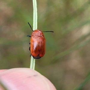 Aporocera (Aporocera) haematodes at Pialligo, ACT - 4 Jan 2023