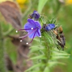 Echium vulgare (Vipers Bugloss) at Pialligo, ACT - 3 Jan 2023 by trevorpreston