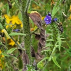 Echium vulgare at Pialligo, ACT - 4 Jan 2023