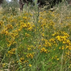 Echium vulgare at Pialligo, ACT - 4 Jan 2023