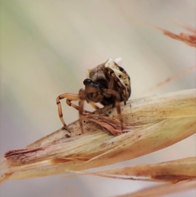 Phoroncidia sextuberculata (Six-knobbed Phoroncidia) at Aranda, ACT - 3 Jan 2023 by CathB