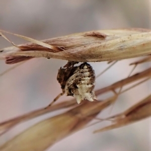 Phoroncidia sextuberculata at Aranda, ACT - 4 Jan 2023