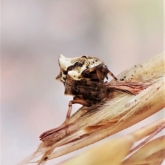 Phoroncidia sextuberculata at Aranda, ACT - 4 Jan 2023