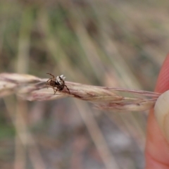 Phoroncidia sextuberculata at Aranda, ACT - 4 Jan 2023