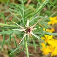 Centaurea calcitrapa (Star Thistle) at Pialligo, ACT - 3 Jan 2023 by trevorpreston