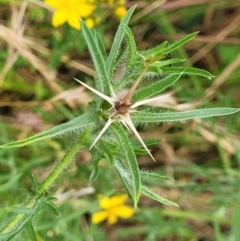 Centaurea calcitrapa at Pialligo, ACT - 4 Jan 2023