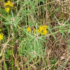 Centaurea calcitrapa at Pialligo, ACT - 4 Jan 2023