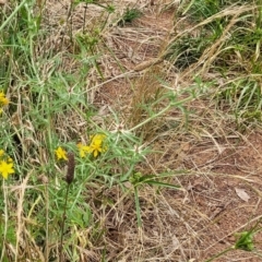 Centaurea calcitrapa at Pialligo, ACT - 4 Jan 2023