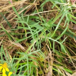 Centaurea calcitrapa at Pialligo, ACT - 4 Jan 2023