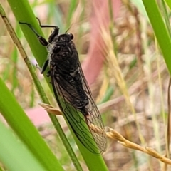 Yoyetta australicta (Southern Ticking Ambertail) at Pialligo, ACT - 3 Jan 2023 by trevorpreston