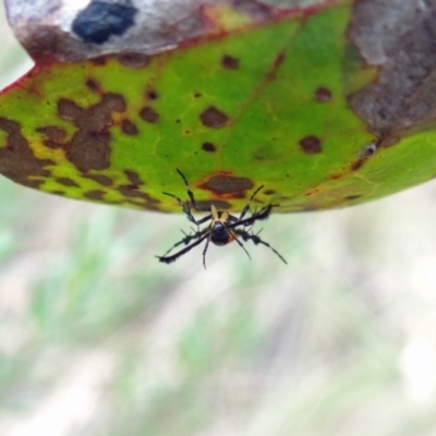 Snellenia lineata (Lycid-mimicking Moth) at Molonglo Valley, ACT - 31 Dec 2022 by Miranda