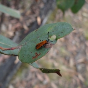 Snellenia lineata at Molonglo Valley, ACT - 31 Dec 2022 04:44 PM