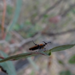 Snellenia lineata at Molonglo Valley, ACT - 31 Dec 2022