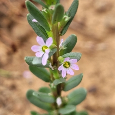 Lythrum hyssopifolia (Small Loosestrife) at Mount Ainslie - 3 Jan 2023 by trevorpreston