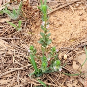 Lythrum hyssopifolia at Pialligo, ACT - 4 Jan 2023