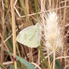 Pieris rapae (Cabbage White) at Pialligo, ACT - 4 Jan 2023 by trevorpreston