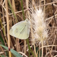 Pieris rapae at Pialligo, ACT - 4 Jan 2023