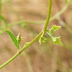 Rumex brownii (Slender Dock) at Pialligo, ACT - 4 Jan 2023 by trevorpreston