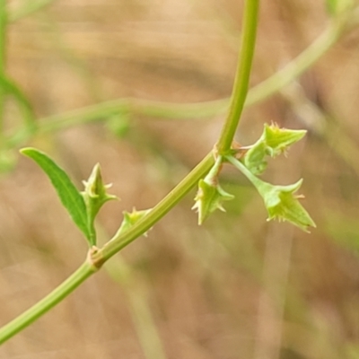 Rumex brownii (Slender Dock) at Pialligo, ACT - 3 Jan 2023 by trevorpreston