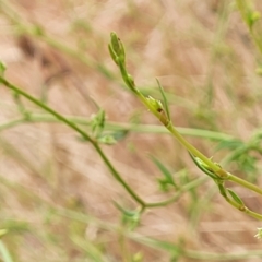 Rumex brownii at Pialligo, ACT - 4 Jan 2023