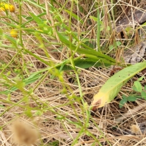 Rumex brownii at Pialligo, ACT - 4 Jan 2023 09:02 AM