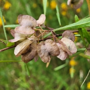 Dodonaea viscosa at Pialligo, ACT - 4 Jan 2023