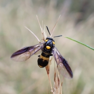 Pterygophorus cinctus at Molonglo Valley, ACT - 4 Jan 2023 08:23 AM