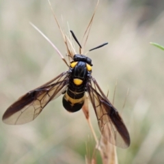 Pterygophorus cinctus at Molonglo Valley, ACT - 4 Jan 2023 08:23 AM