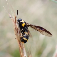 Pterygophorus cinctus at Molonglo Valley, ACT - 4 Jan 2023 08:23 AM