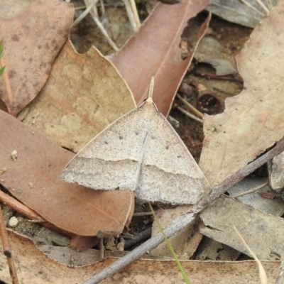 Epidesmia hypenaria (Long-nosed Epidesmia) at Wingello, NSW - 1 Jan 2023 by GlossyGal