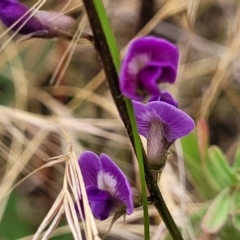 Glycine tabacina (Variable Glycine) at Pialligo, ACT - 4 Jan 2023 by trevorpreston