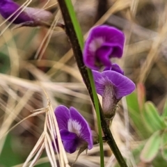 Glycine tabacina (Variable Glycine) at Pialligo, ACT - 3 Jan 2023 by trevorpreston