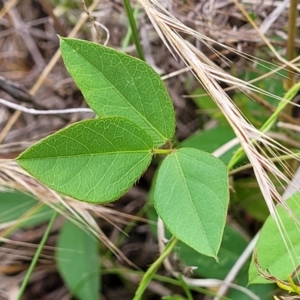 Glycine tabacina at Pialligo, ACT - 4 Jan 2023