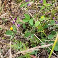 Glycine tabacina at Pialligo, ACT - 4 Jan 2023