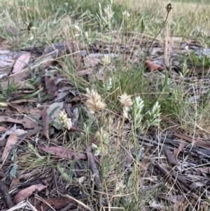 Rytidosperma carphoides at Higgins, ACT - 24 Dec 2022