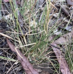 Rytidosperma carphoides at Higgins, ACT - 24 Dec 2022