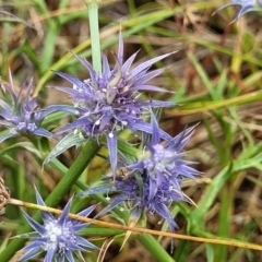 Eryngium ovinum (Blue Devil) at Pialligo, ACT - 3 Jan 2023 by trevorpreston