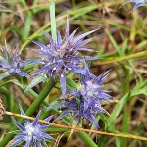 Eryngium ovinum at Pialligo, ACT - 4 Jan 2023 08:44 AM