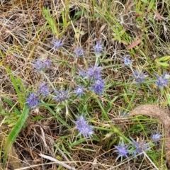 Eryngium ovinum at Pialligo, ACT - 4 Jan 2023