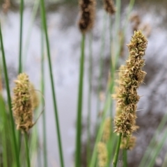 Carex tereticaulis (Poongort) at Pialligo, ACT - 3 Jan 2023 by trevorpreston