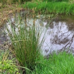 Carex tereticaulis at Pialligo, ACT - 4 Jan 2023