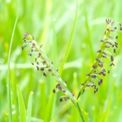 Paspalum distichum (Water Couch) at Pialligo, ACT - 3 Jan 2023 by trevorpreston